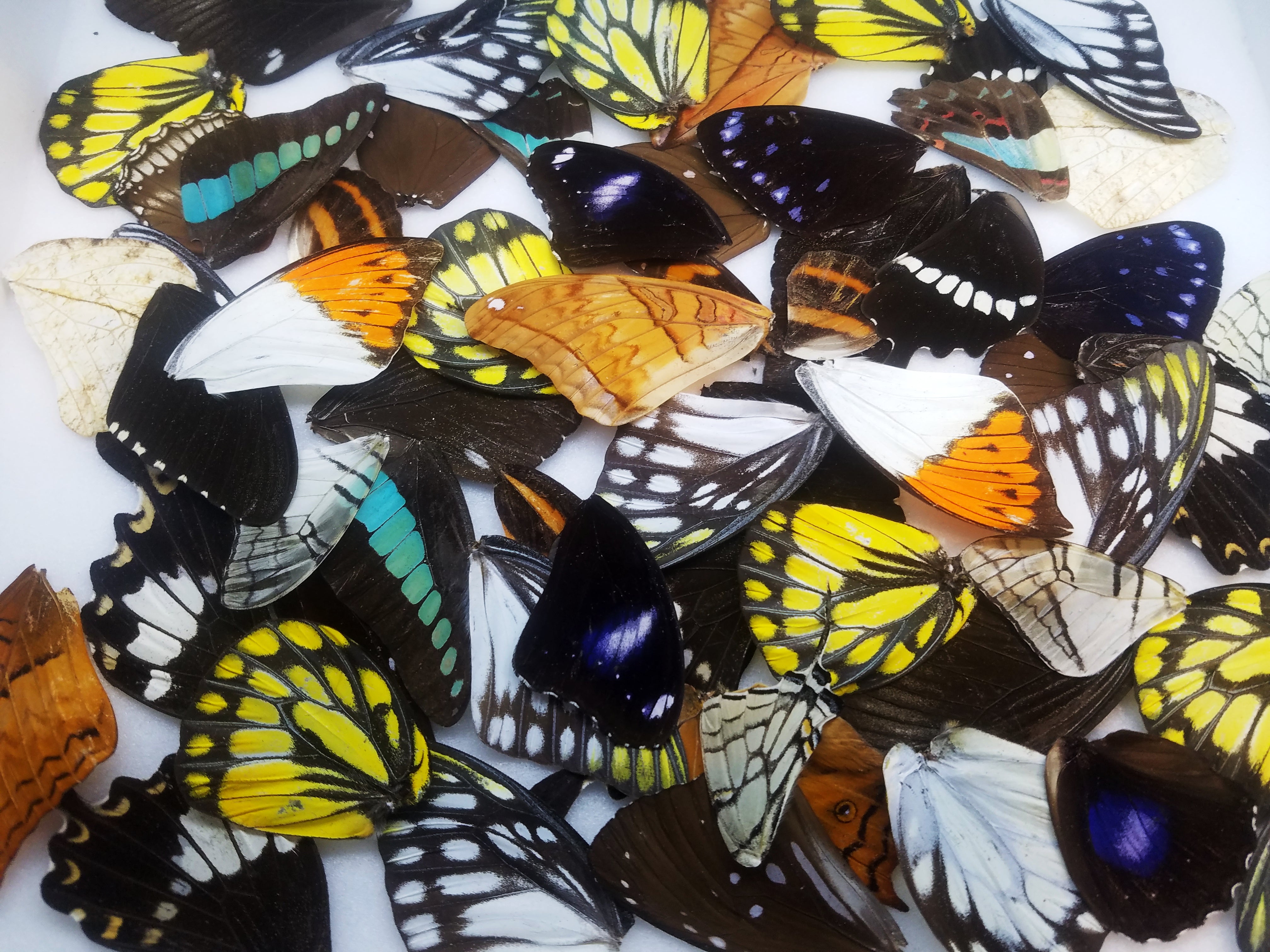 Mixed lot of tropical butterfly wings for art, crafts, jewelry - Little Caterpillar Art Little Caterpillar Art Butterfly Specimens 