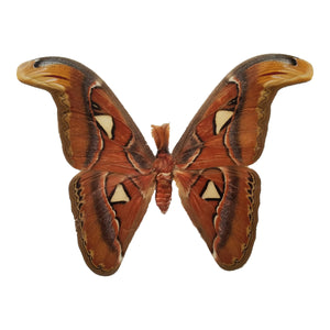 Attacus atlas, HUGE Atlas Moth - Little Caterpillar Art Little Caterpillar Art Butterfly Specimens 