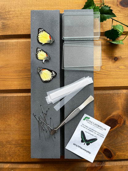 Complete Butterfly Mounting Kit Insect Speading Board - Little Caterpillar Art Little Caterpillar Art Mounting Equipment 