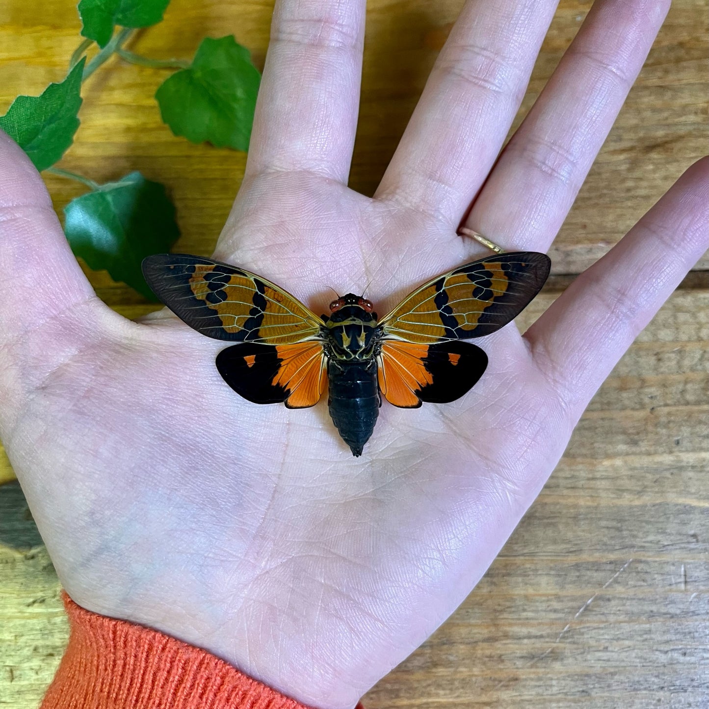 Orange Cicada ‘Gaeana festiva’ WINGS SPREAD