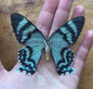 RARE Blue Dayflying Moth 'Alcides orontes'