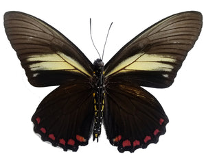 Battus crassus, Crassus Swallowtail Butterfly - Little Caterpillar Art Little Caterpillar Art Butterfly Specimens 