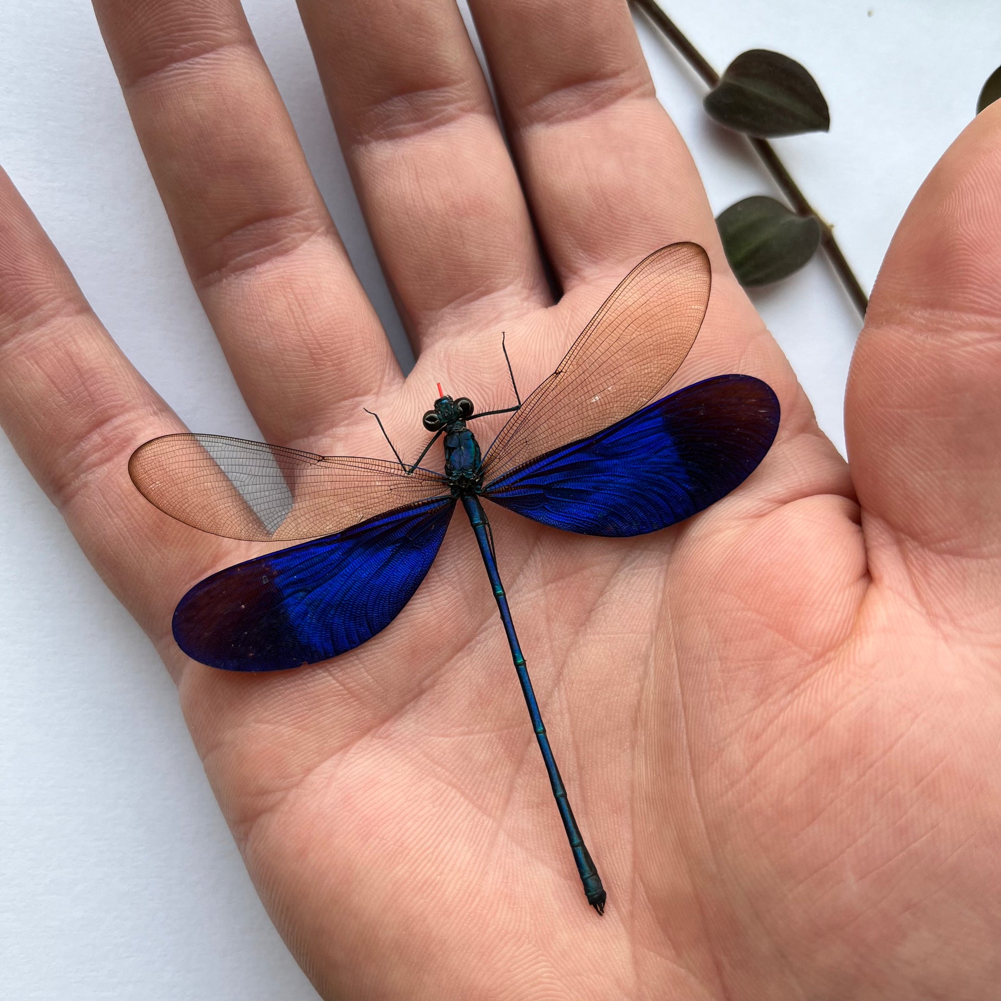 Blue Dragonfly Neurobasis Kaupi SPREAD insect Damselfly - Little Caterpillar Art Little Caterpillar Art  