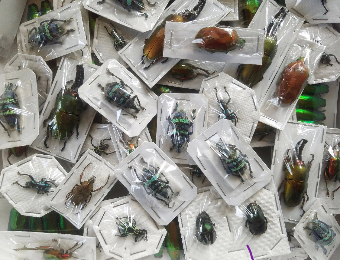 Assorted Bugs and Beetles! Cool insect species from around the world! - Little Caterpillar Art Little Caterpillar Art  