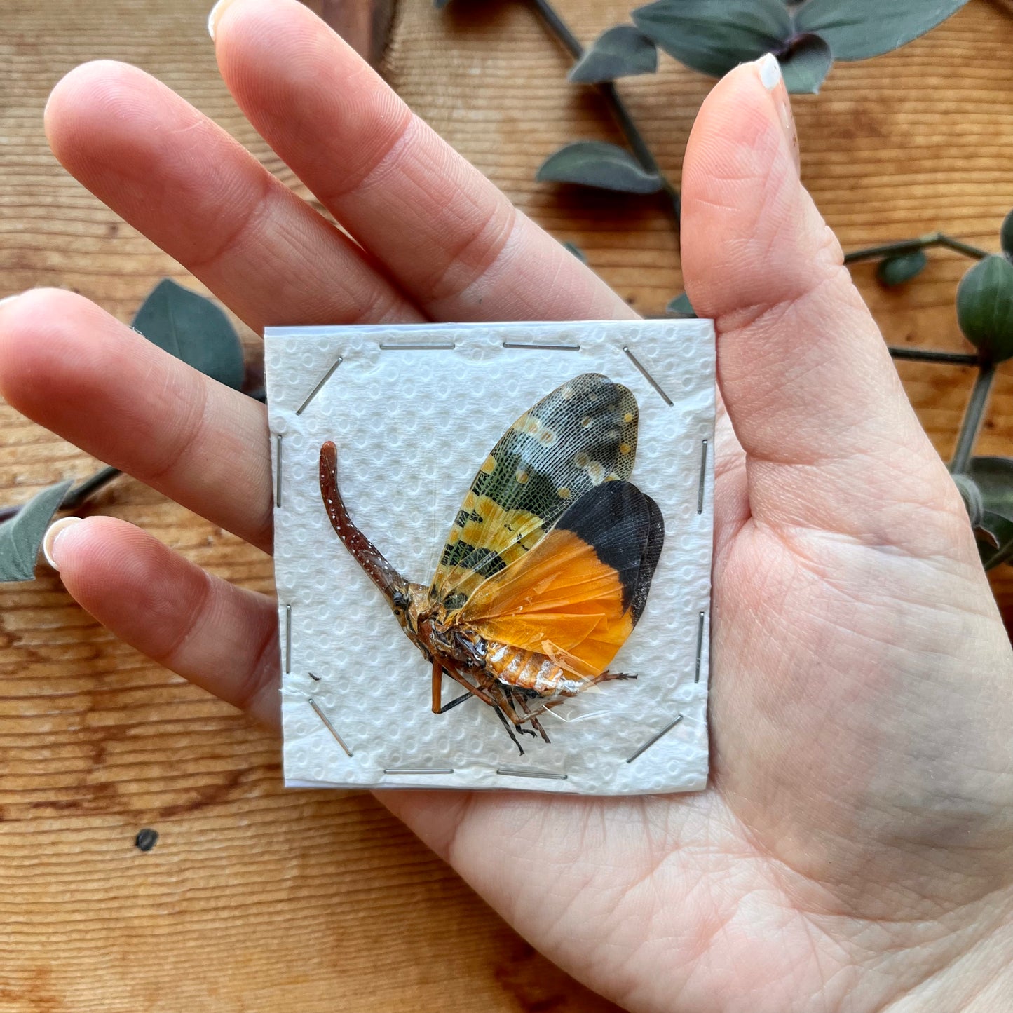 Orange Winged Lanternfly Pyrops candelaria - Little Caterpillar Art Little Caterpillar Art  