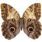 Caligo eurilochus, Giant Owl Butterfly - Little Caterpillar Art Little Caterpillar Art Butterfly Specimens 