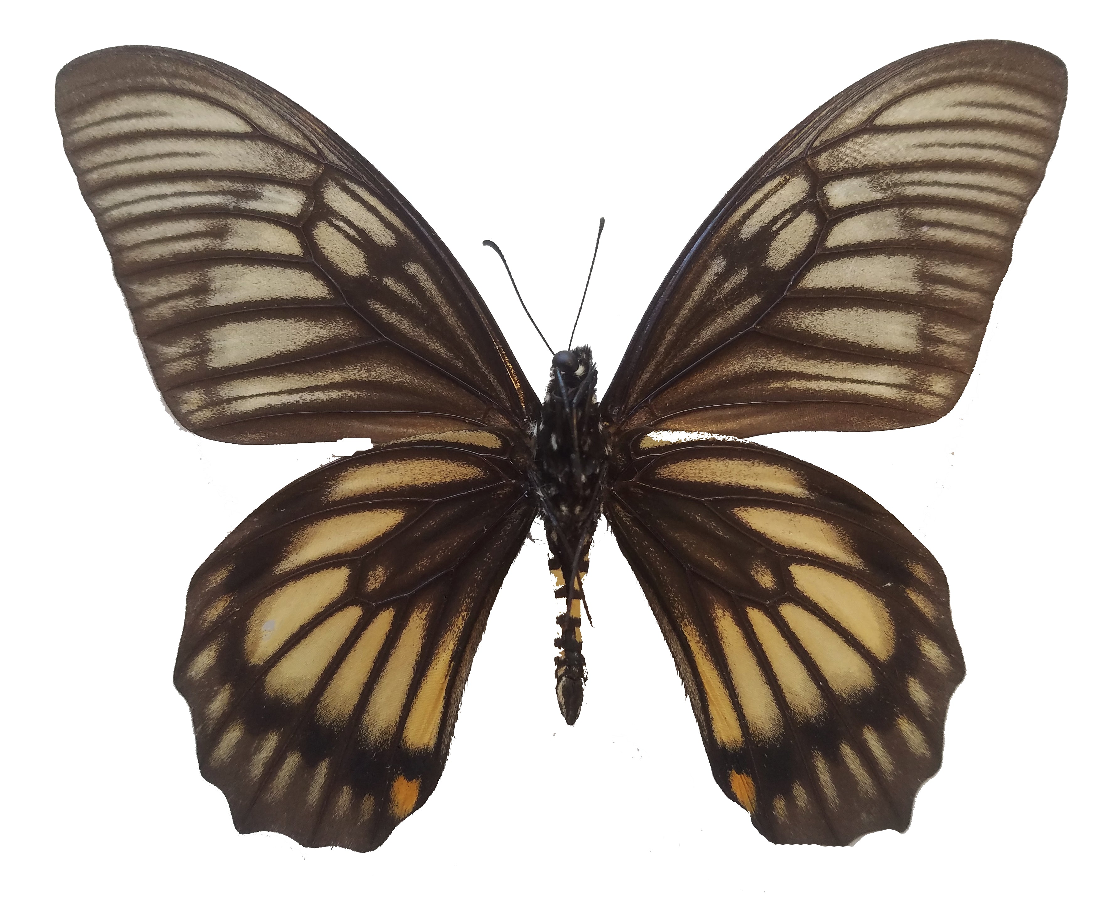 Chilasa veiovis, Swallowtail Butterfly - Little Caterpillar Art Little Caterpillar Art Butterfly Specimens 