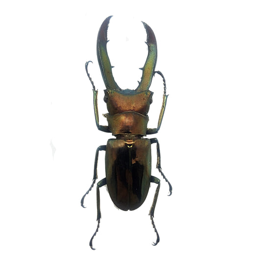 Cyclommatus metallifer finae, Stag Beetle - Little Caterpillar Art Little Caterpillar Art Insect Specimens 