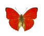 Blood-red Glider, Cymothoe sangaris - Little Caterpillar Art Little Caterpillar Art Butterfly Specimens 