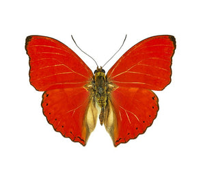 Blood-red Glider, Cymothoe sangaris - Little Caterpillar Art Little Caterpillar Art Butterfly Specimens 