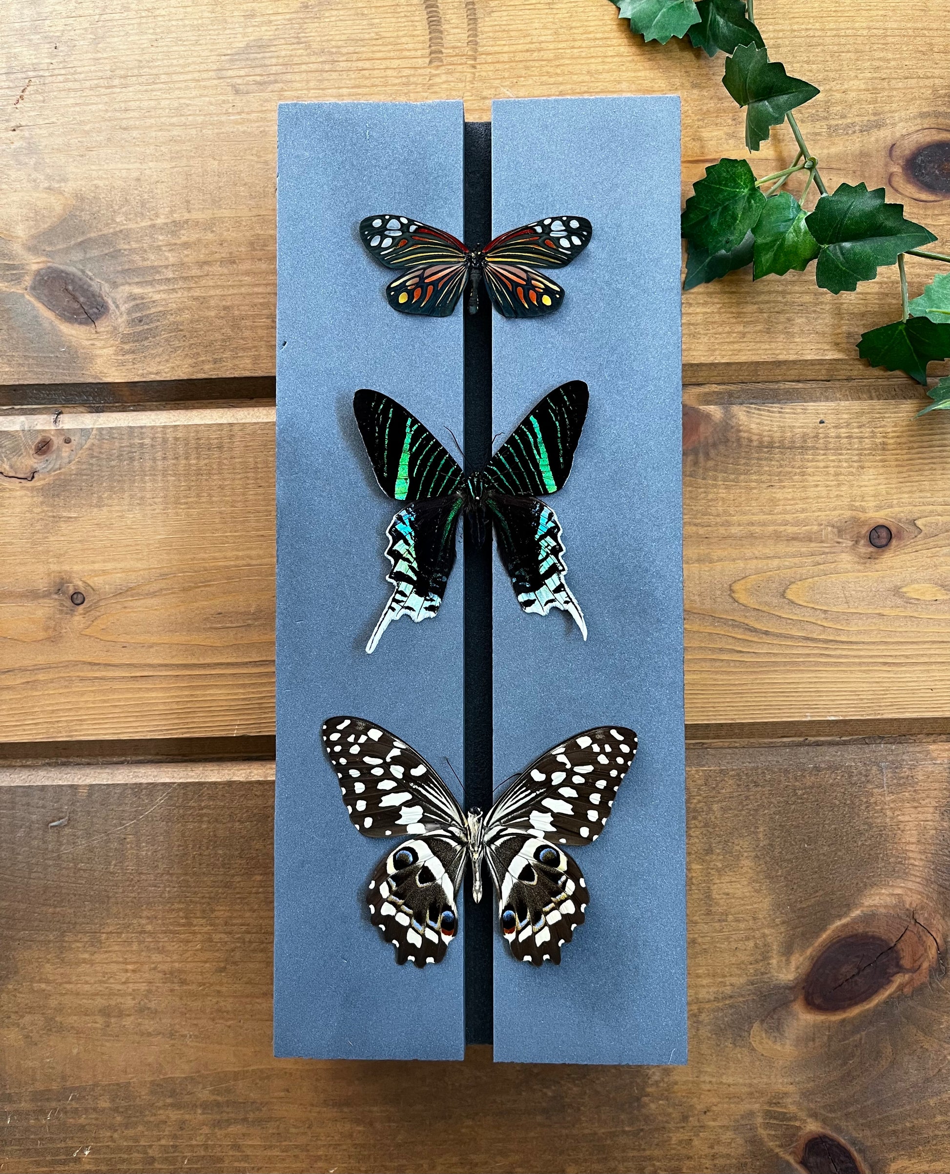 Butterfly Spreading Mounting Board High Density Polyethylene Entomology Supplies - Little Caterpillar Art Little Caterpillar Art Mounting Equipment 