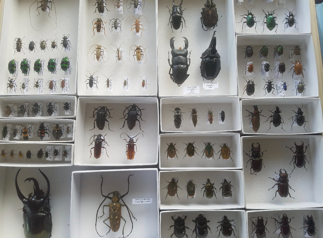 Assorted Bugs and Beetles! Cool insect species from around the world! - Little Caterpillar Art Little Caterpillar Art  