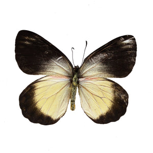Delias belisama, JEZEBEL BUTTERFLY - Little Caterpillar Art Little Caterpillar Art Butterfly Specimens 