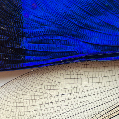 Blue Dragonfly Neurobasis Kaupi SPREAD insect Damselfly - Little Caterpillar Art Little Caterpillar Art  