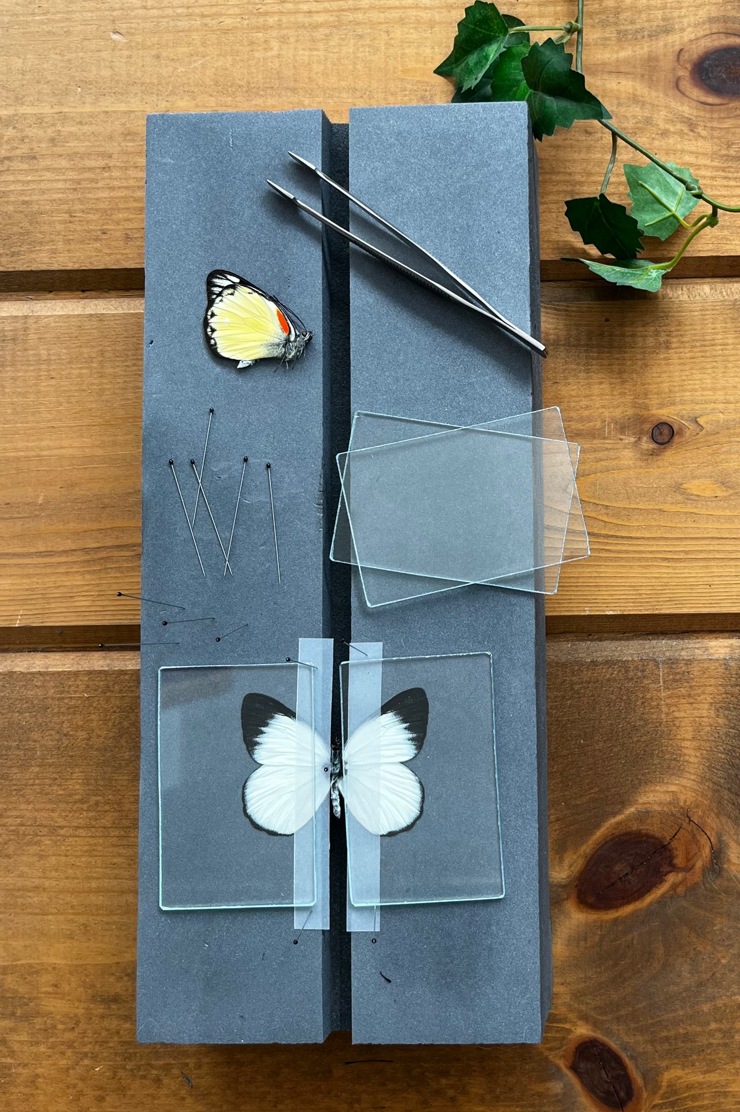 Complete Butterfly Mounting Kit Insect Speading Board - Little Caterpillar Art Little Caterpillar Art Mounting Equipment 