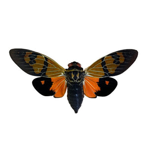 Orange Cicada ‘Gaeana festiva’ WINGS SPREAD