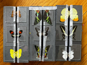 Insect/Butterfly Wing Spreading Strips Vellum Paper