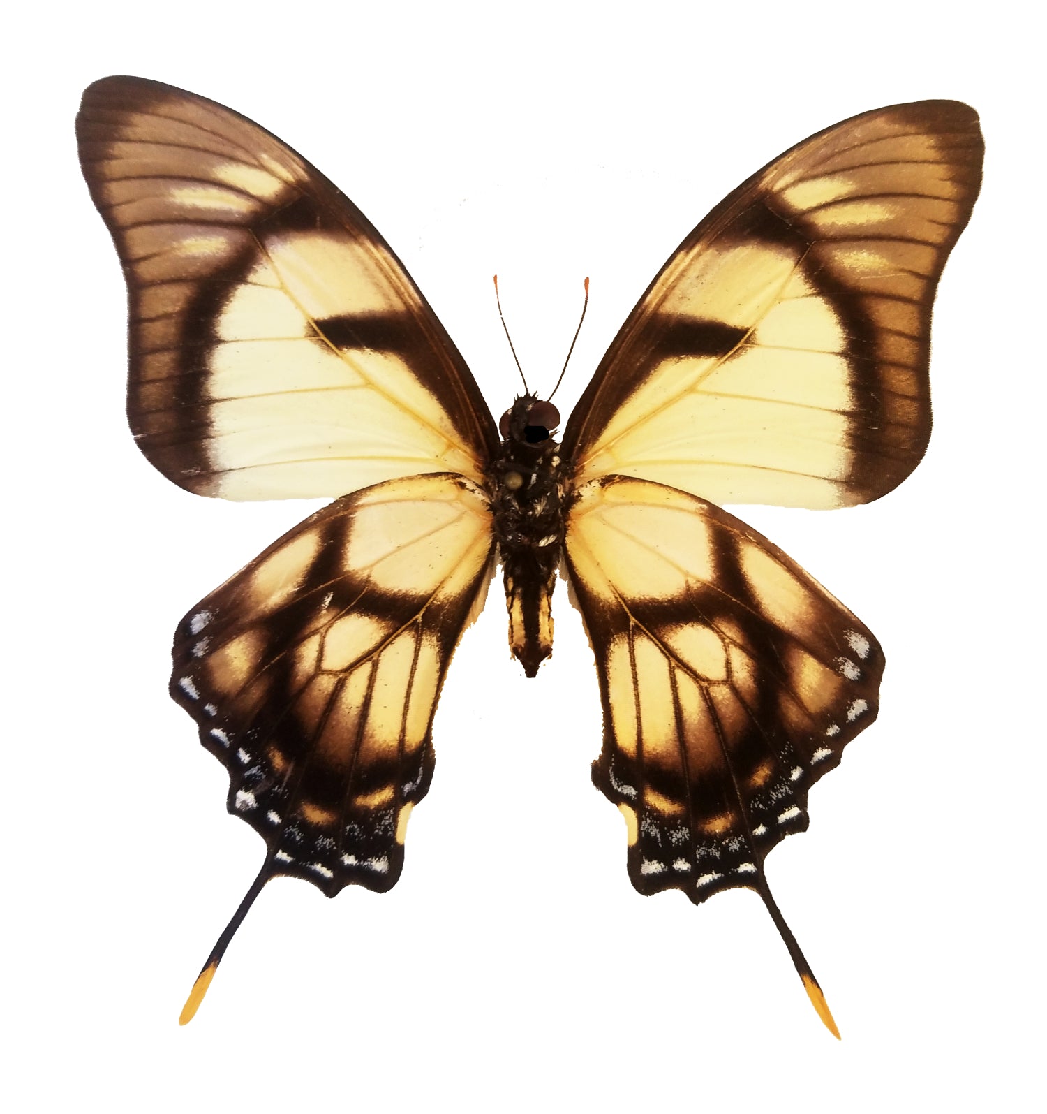 Eurytides dolicaon, Kite Swallowtail - Little Caterpillar Art Little Caterpillar Art Butterfly Specimens 