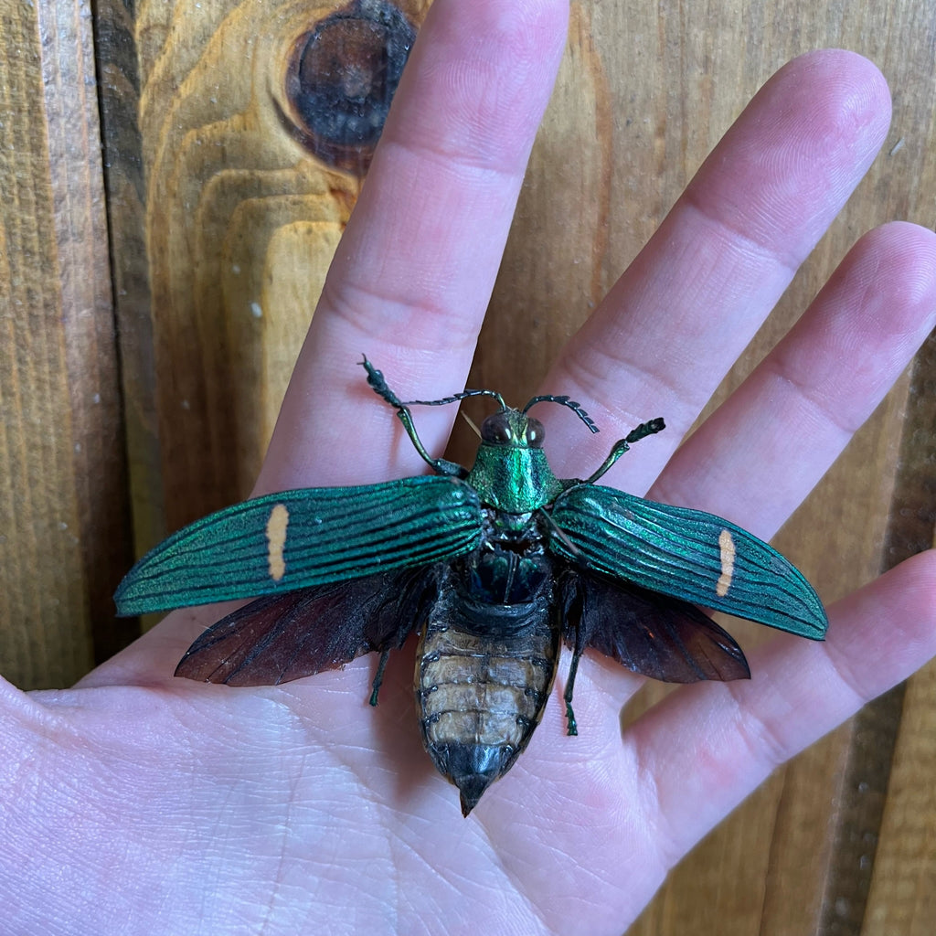 LARGE Jewel Beetle 'Catoxantha opulenta' Wings Closed