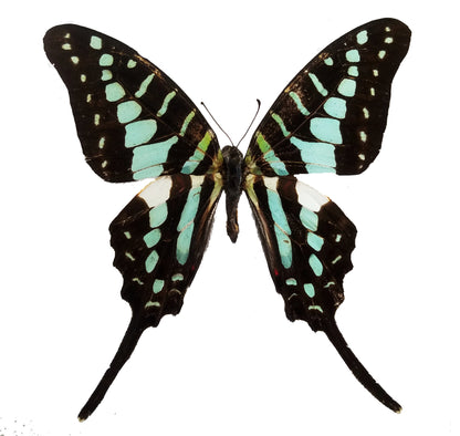 Graphium policenes, Common Swordtail - Little Caterpillar Art Little Caterpillar Art Butterfly Specimens 