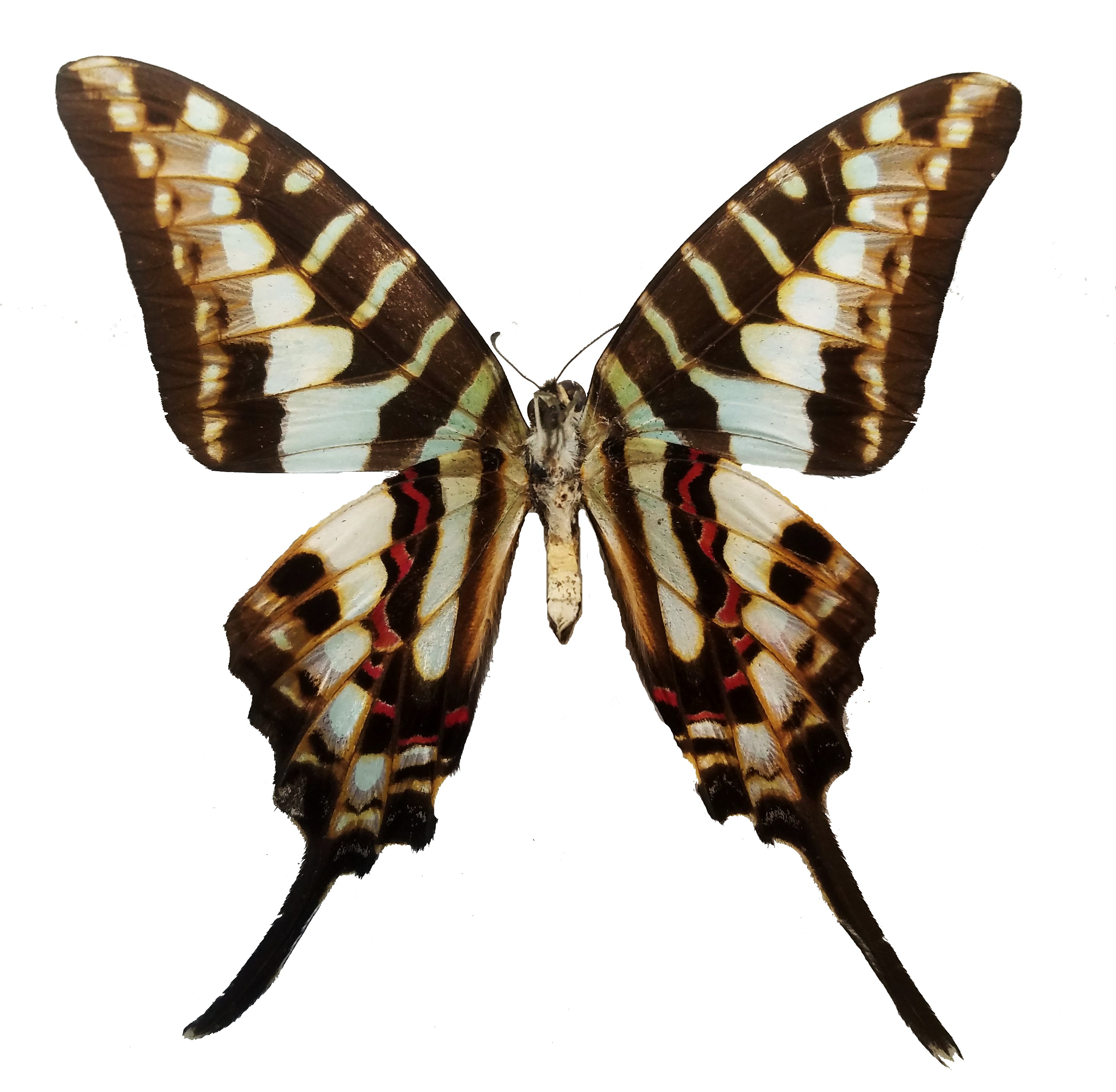 Graphium policenes, Common Swordtail - Little Caterpillar Art Little Caterpillar Art Butterfly Specimens 