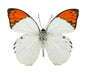 Hebomoia glaucippe, Great Orange Tip - Little Caterpillar Art Little Caterpillar Art Butterfly Specimens 