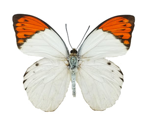 Hebomoia glaucippe, Great Orange Tip - Little Caterpillar Art Little Caterpillar Art Butterfly Specimens 