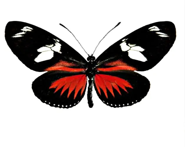 Heliconius doris, Doris Longwing Butterfly - Little Caterpillar Art Little Caterpillar Art Butterfly Specimens 