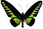 Rajah Brooke's Birdwing Buttterfly Trogonoptera brookiana albescens - Little Caterpillar Art Little Caterpillar Art  