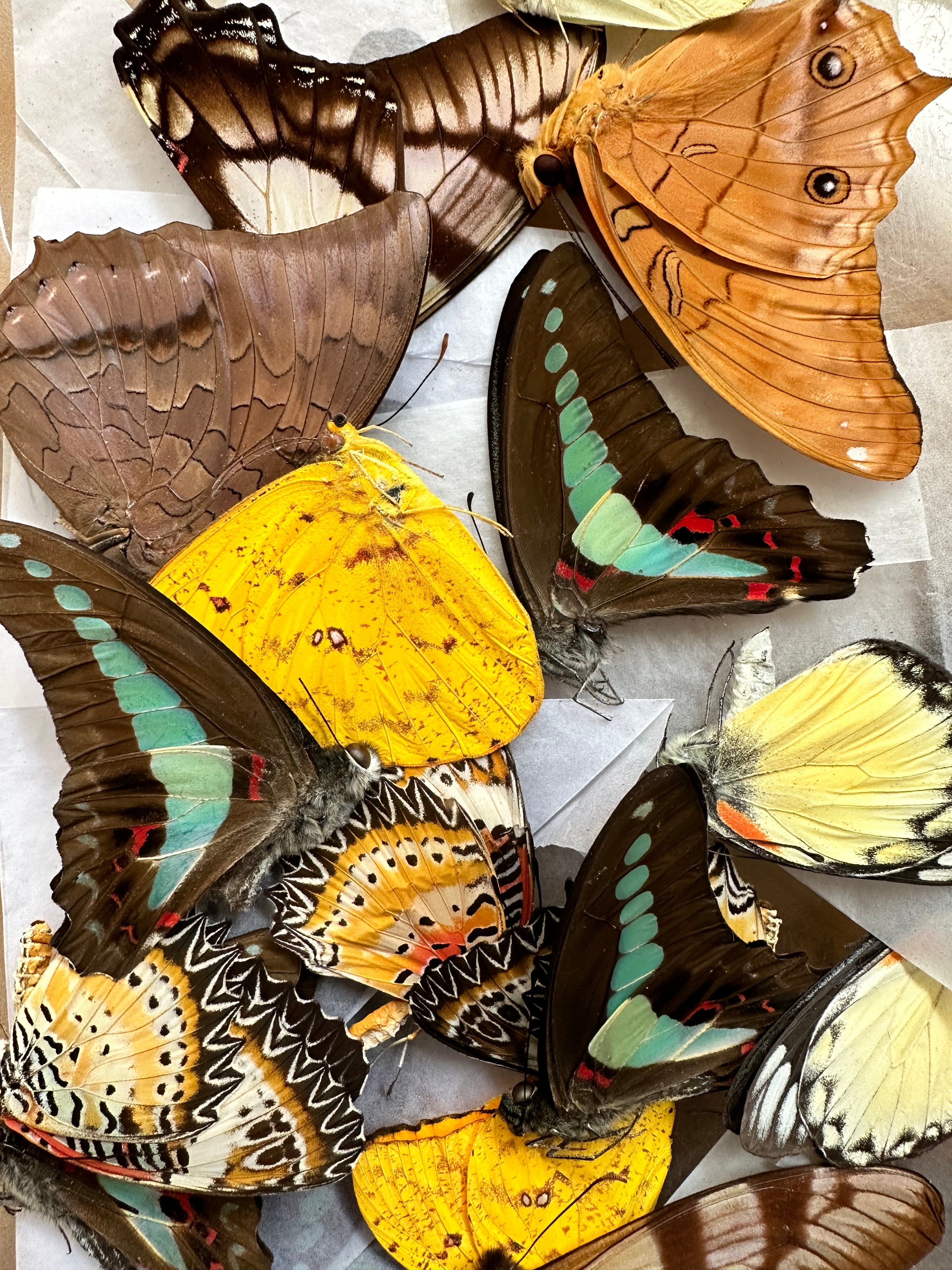 Mixed lot of REAL butterflies for artwork, crafts, and projects! Wholesale Pack! Assortment