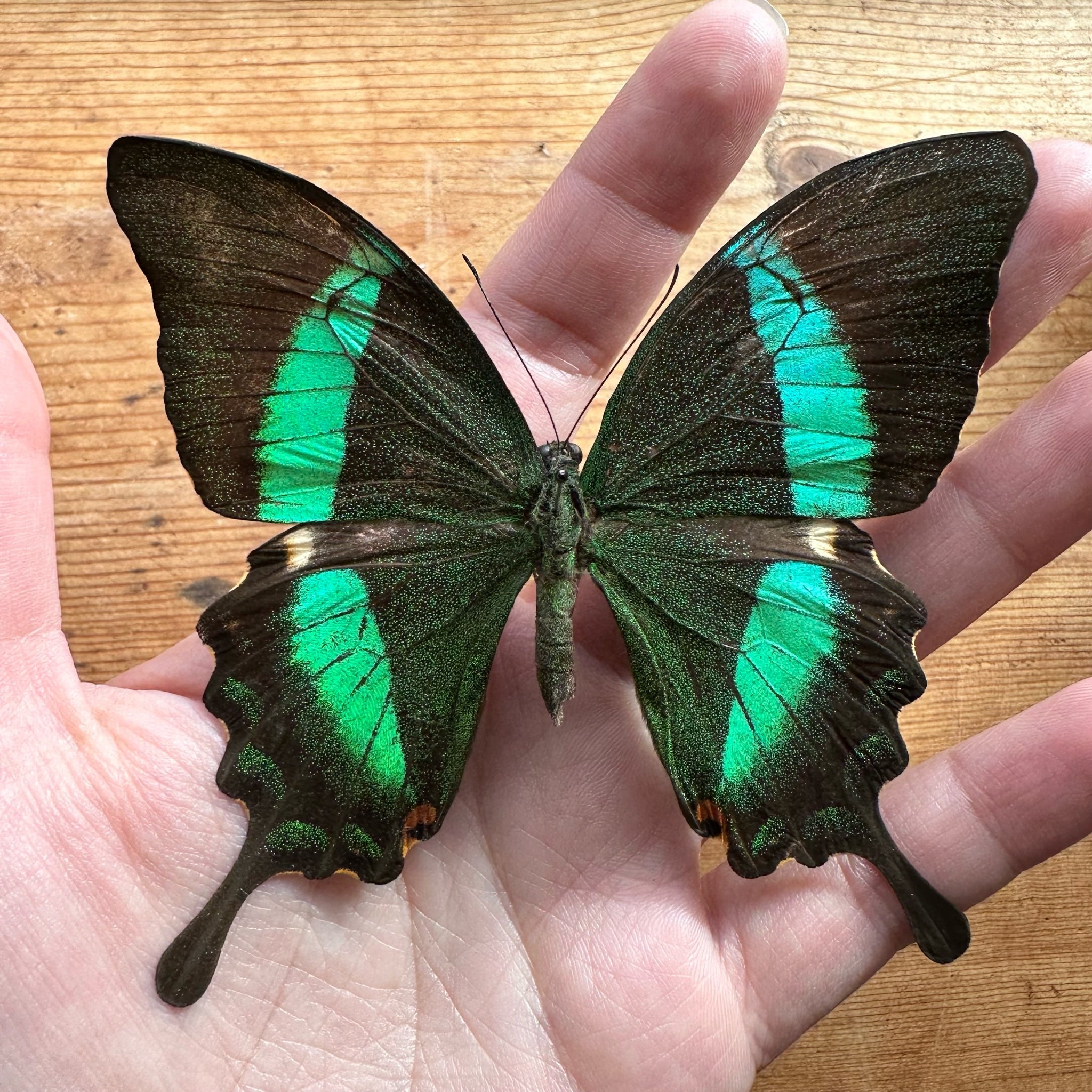 Papilio peranthus, Green Peacock Swallowtail Butterfly