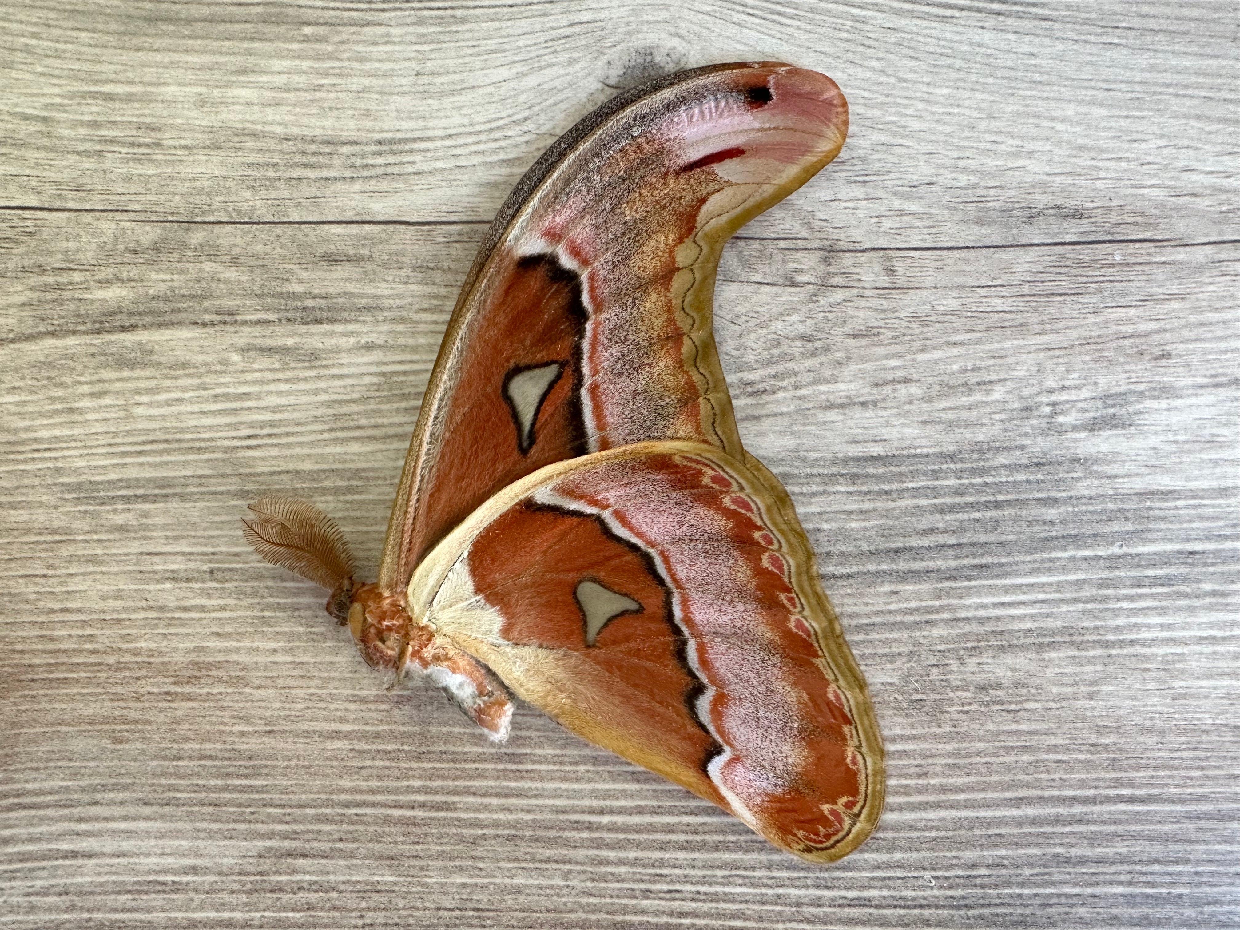 HUGE Atlas moth 'Attacus lorquini'