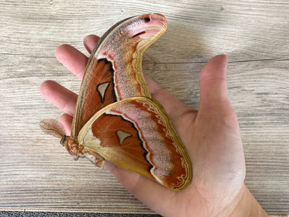 HUGE Atlas moth 'Attacus lorquini'