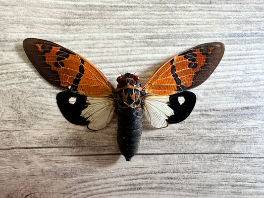 REAL Cicada ‘Gaeana festiva’ White Form WINGS SPREAD