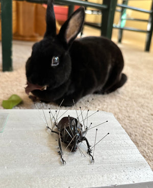 Rabbit Ears Beetle 'Eupatorus birmanicus'