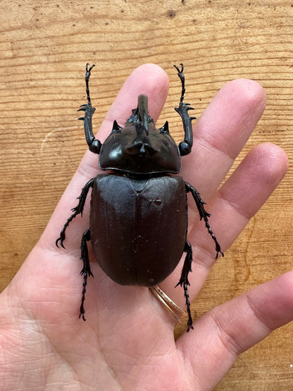 Rabbit Ears Beetle 'Eupatorus birmanicus'