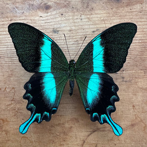 Papilio Blumei, Blue-Green Swallowtail