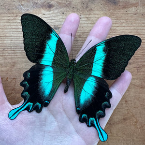 Papilio Blumei, Blue-Green Swallowtail