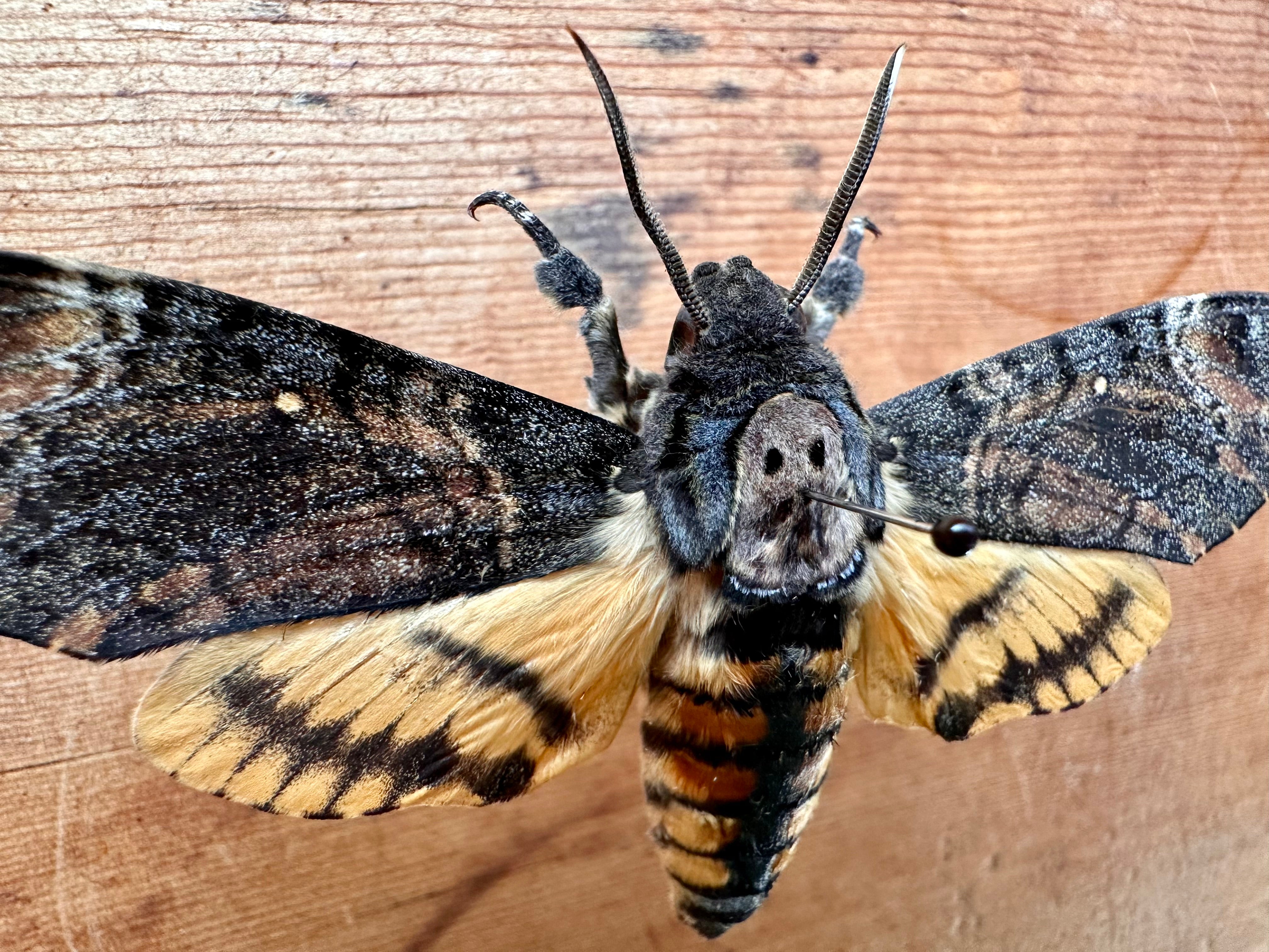 Moth With Skull Pattern Death's Head Hawkmoth 'Acherontia styx' – Little Caterpillar Art