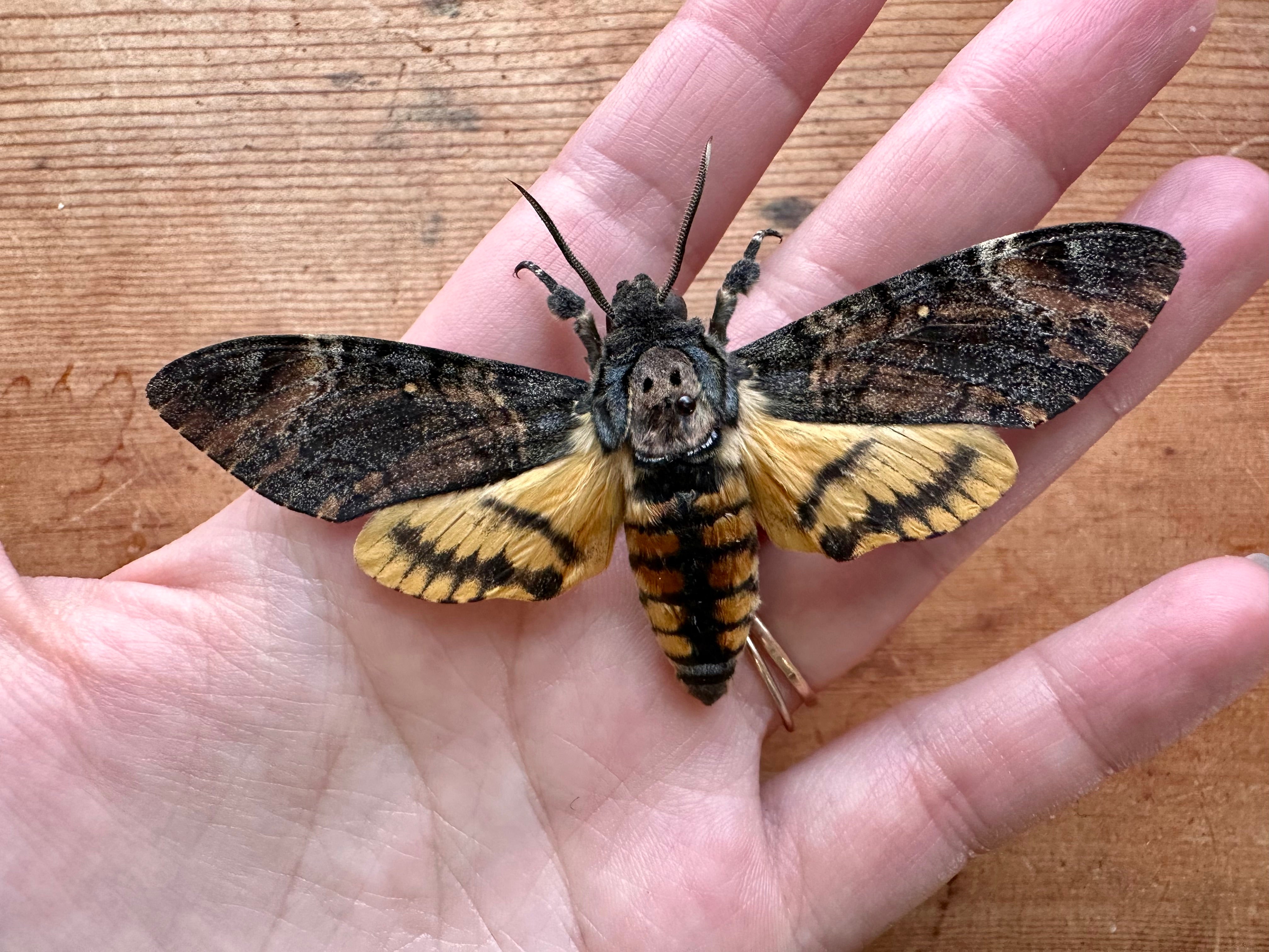 Lesser Hawk Moth Moth Head