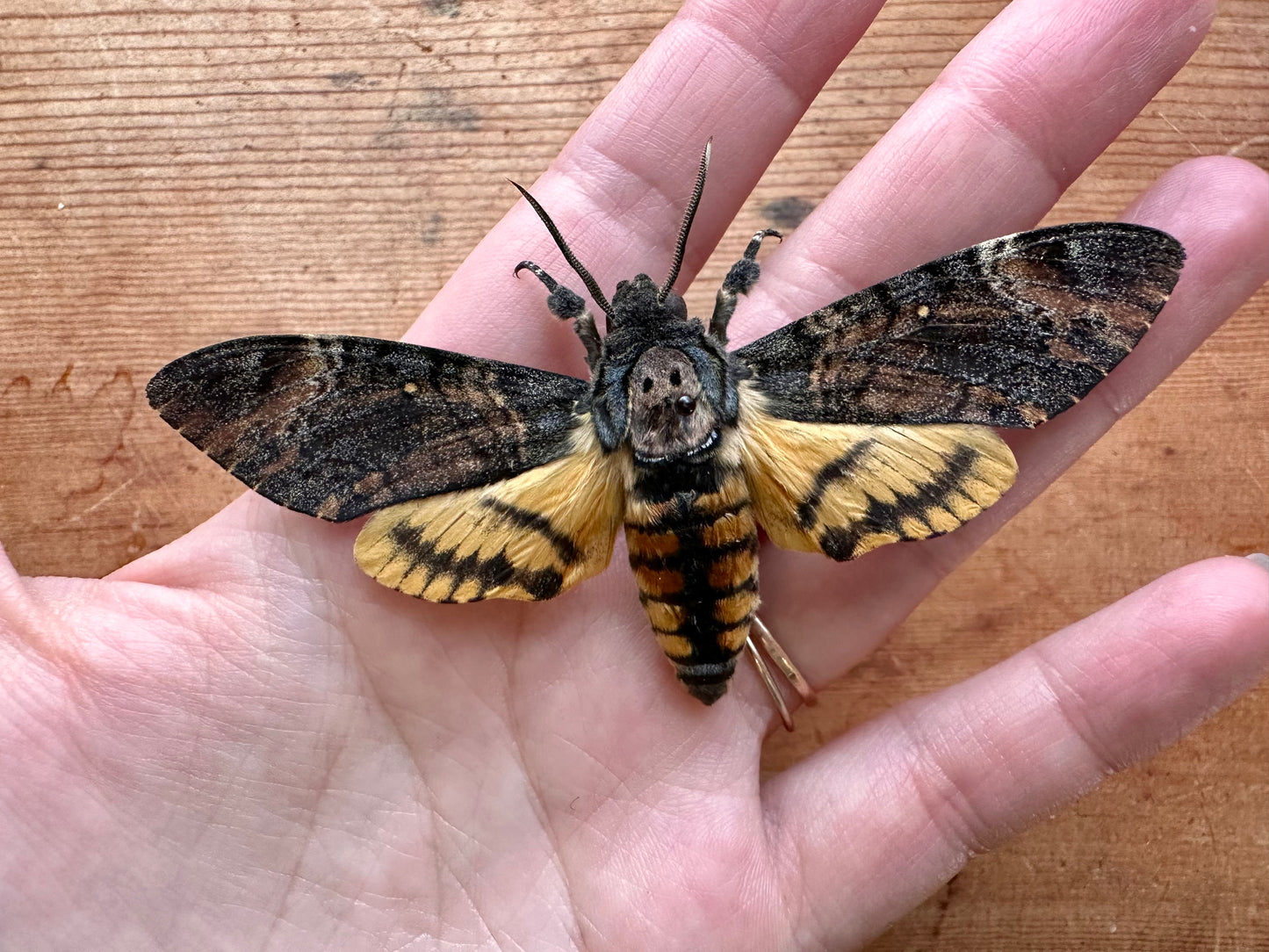 Death's Head Hawkmoth 'Acherontia styx'