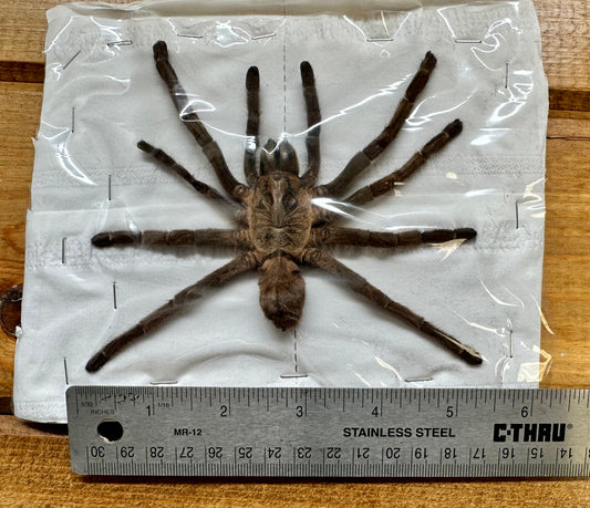 Big Tarantula 'Cyriopagopus schmidti' LEGS SPREAD!