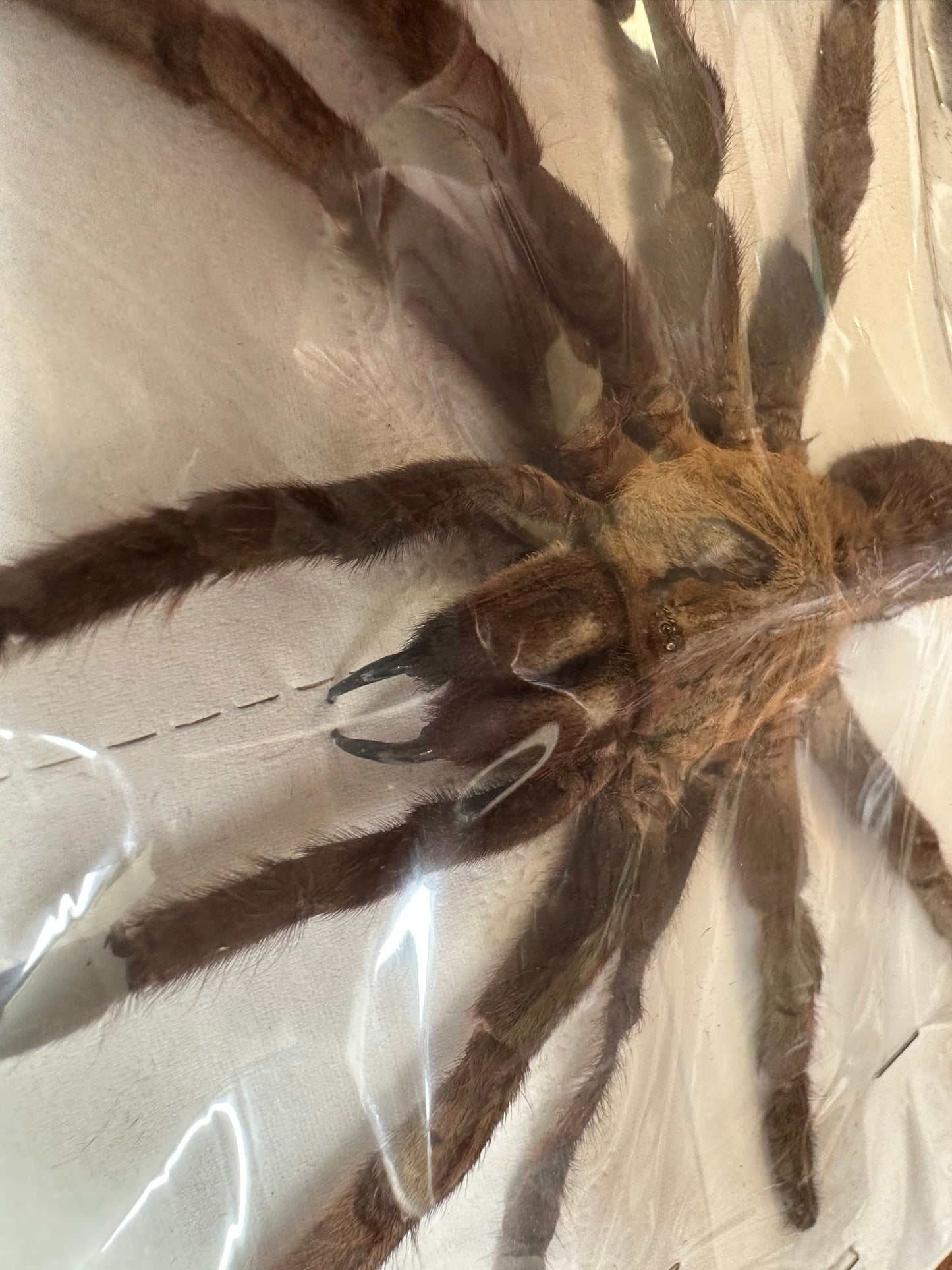 Big Tarantula 'Cyriopagopus schmidti' LEGS SPREAD!