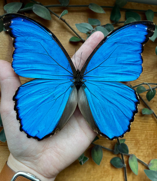 Blue Morpho Butterfly A1 REAL Morpho didius HUGE