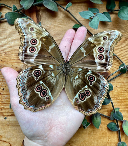 Morpho didius, HUGE Blue Morpho Butterfly