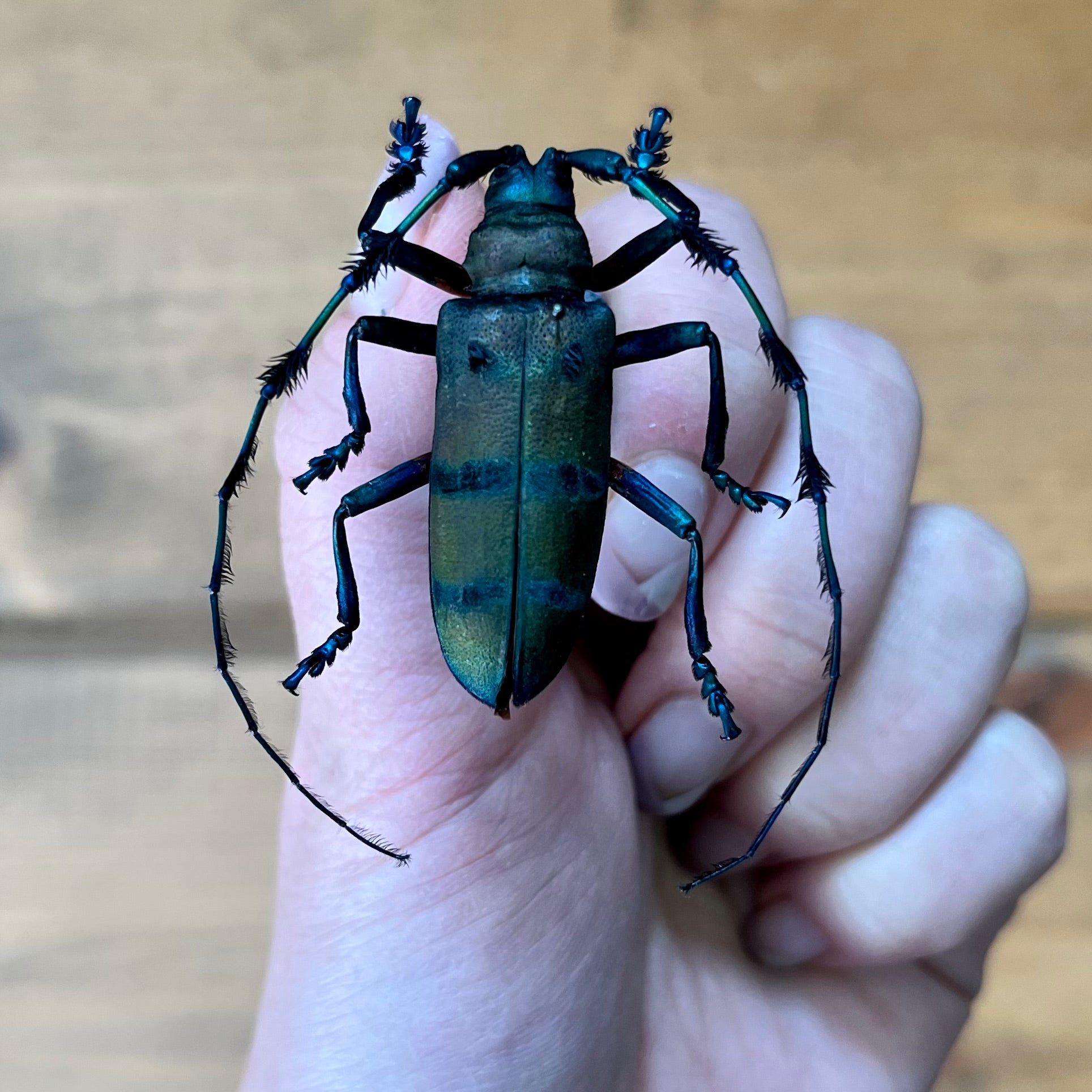 REAL Diastocera wallichi Longhorn Beetle, unmounted/unspread - Little Caterpillar Art Little Caterpillar Art  