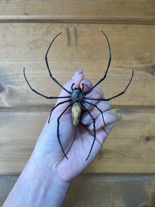 REAL Giant Golden Orb Weaver Spider Nephila Pilipes Unmounted/Unspread