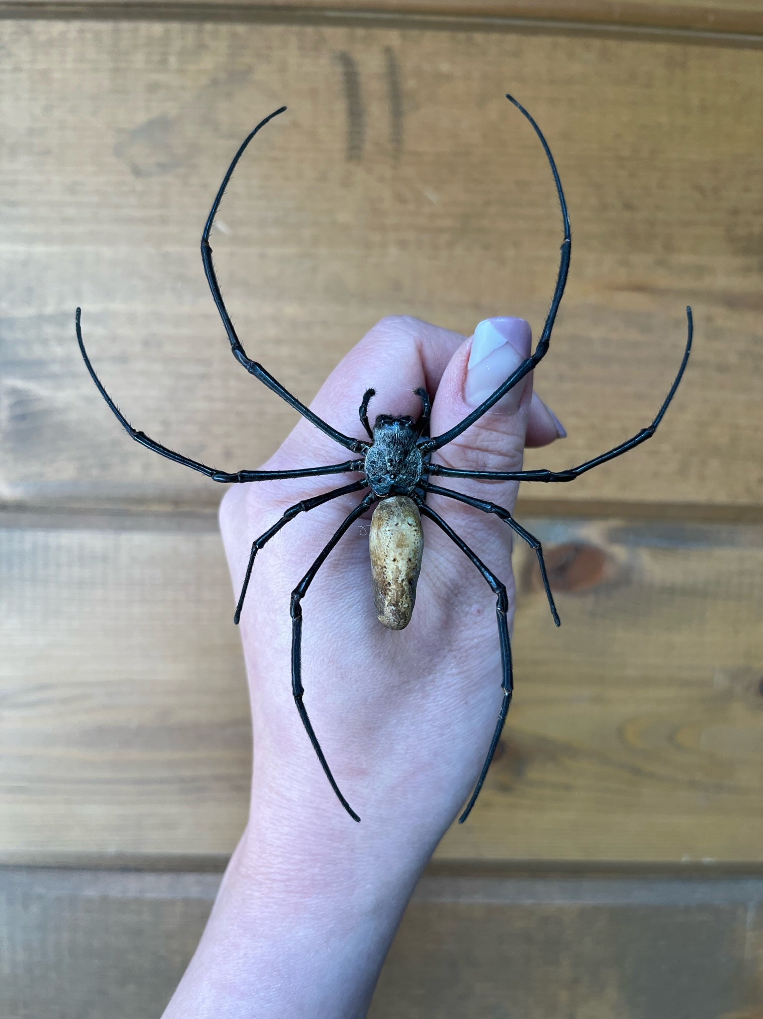 REAL Giant Golden Orb Weaver Spider Nephila Pilipes Unmounted/Unspread