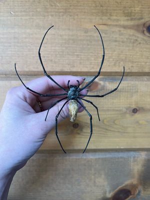 REAL Giant Golden Orb Weaver Spider Nephila Pilipes Unmounted/Unspread