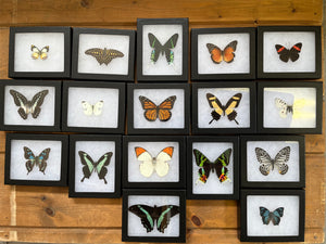Framed Butterflies and Insects! Spread Specimens Riker Mount Frames - Little Caterpillar Art Little Caterpillar Art  